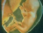 12. Semana

Todos los �rganos trabajan. El feto respira, traga, digiere y orina. Ya puede aprender y experimenta el ru�do. Duerme cuando duerme su madre. En su cabeza aprecen los primeros pelos. Est� aprendiendo cont�nuamente.
(Tama�o: 9 cms)