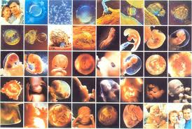 Desarrollo del feto hasta el nacimiento