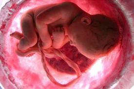 Embrión Feto en el seno de su madre